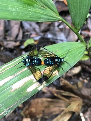Gymnelia salvini