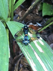Gymnelia salvini