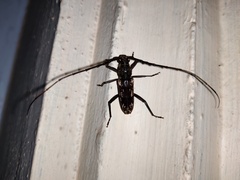 Trirachys holosericeus