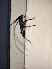 Trirachys holosericeus