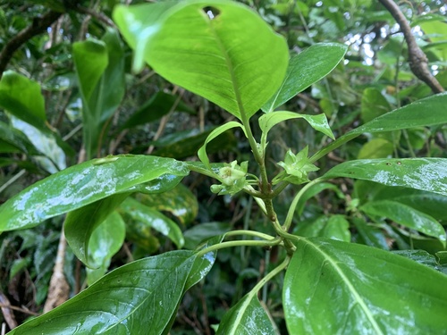 Kadua acuminata observed 2025-11-02