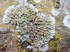 Physconia enteroxantha