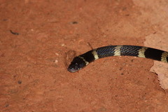 Oxyrhopus clathratus