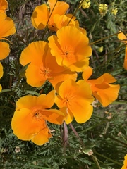 Eschscholzia californica
