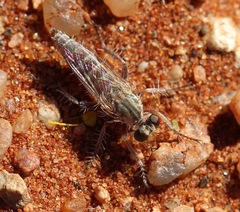 Asilidae
