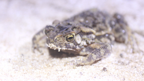 Ingerophrynus biporcatus