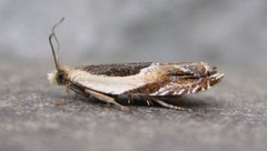 Ancylis discigerana