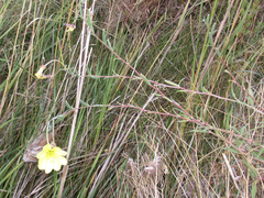 Oenothera longissima