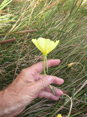 Oenothera longissima