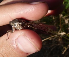 Cicada orni