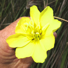 Oenothera longissima