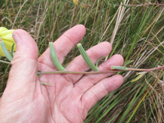 Oenothera longissima