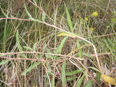 Oenothera longissima