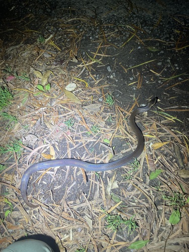 Golden-crowned Snake sighting