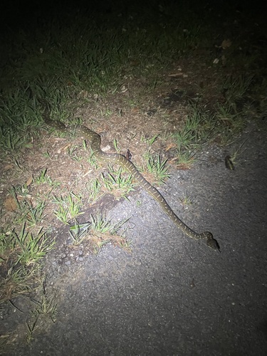 Coastal Carpet Python sighting