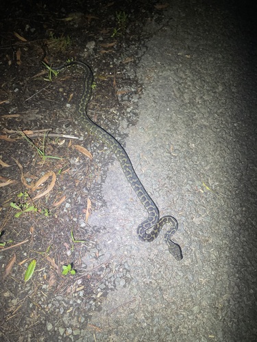 Coastal Carpet Python sighting