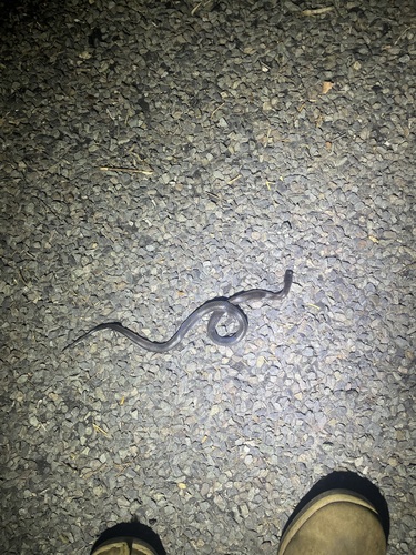 Eastern Small-eyed Snake sighting