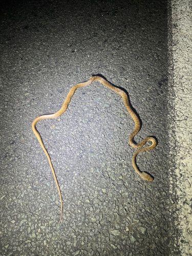 Brown Tree Snake sighting