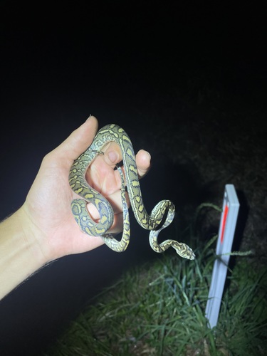Coastal Carpet Python sighting