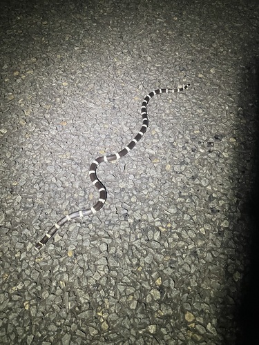 Eastern Bandy Bandy sighting