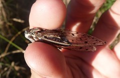 Cicada orni