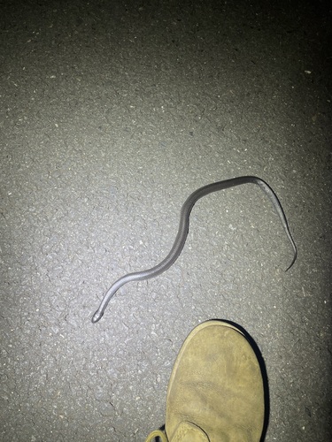 Eastern Small-eyed Snake sighting