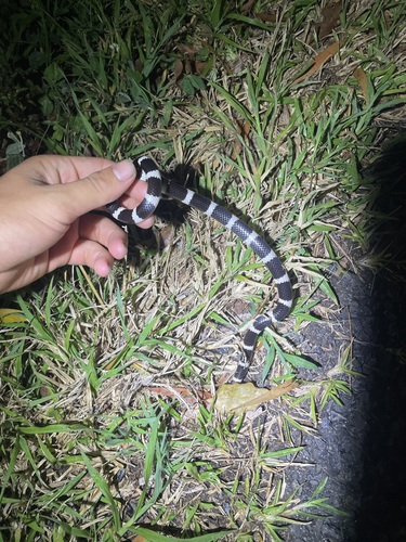 Eastern Bandy Bandy sighting