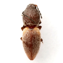 Floridelater americanus