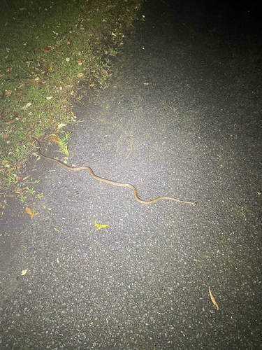 Brown Tree Snake sighting