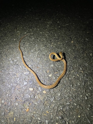 Brown Tree Snake sighting