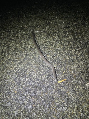 Eastern Small-eyed Snake sighting