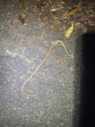 Brown Tree Snake sighting