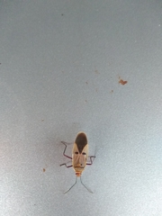 Dysdercus superstitiosus