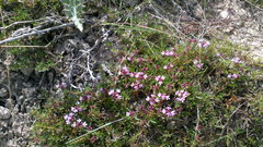 Thymus roegneri