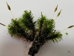 Ptychomitrium serratum