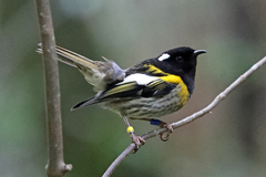 Stitchbird photo 4