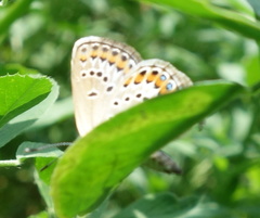 Plebejus argus