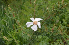 Rosa fedtschenkoana