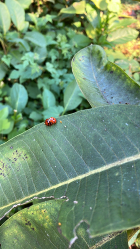 Asian Lady Beetle