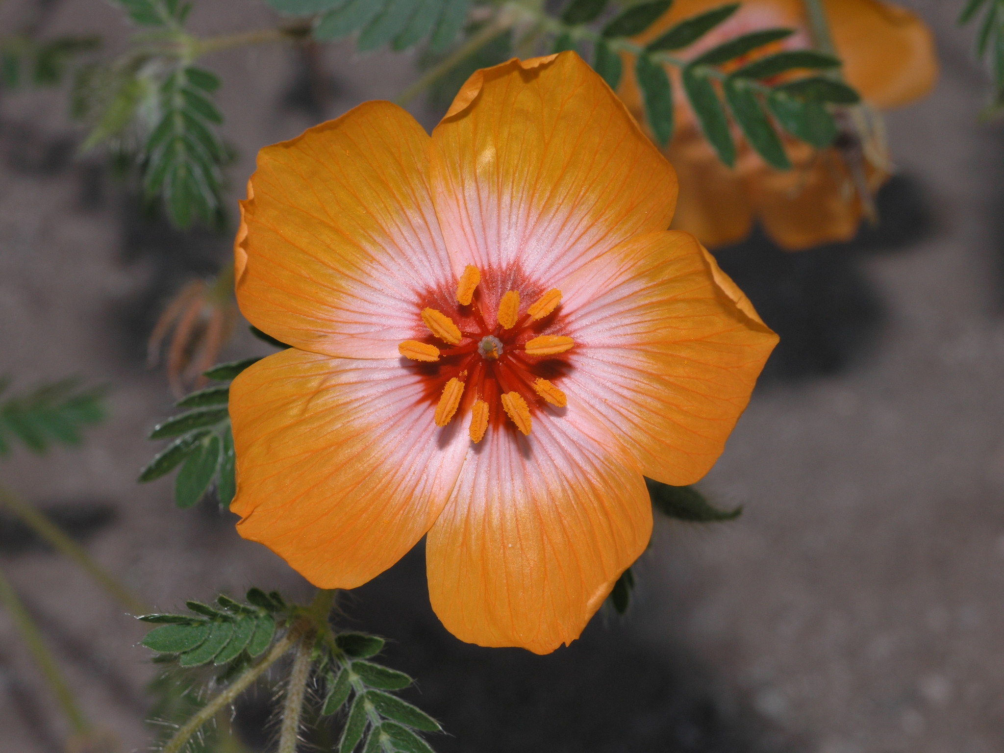 Kallstroemia