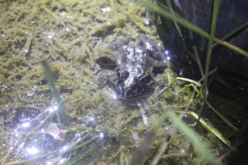 Fejervarya cancrivora