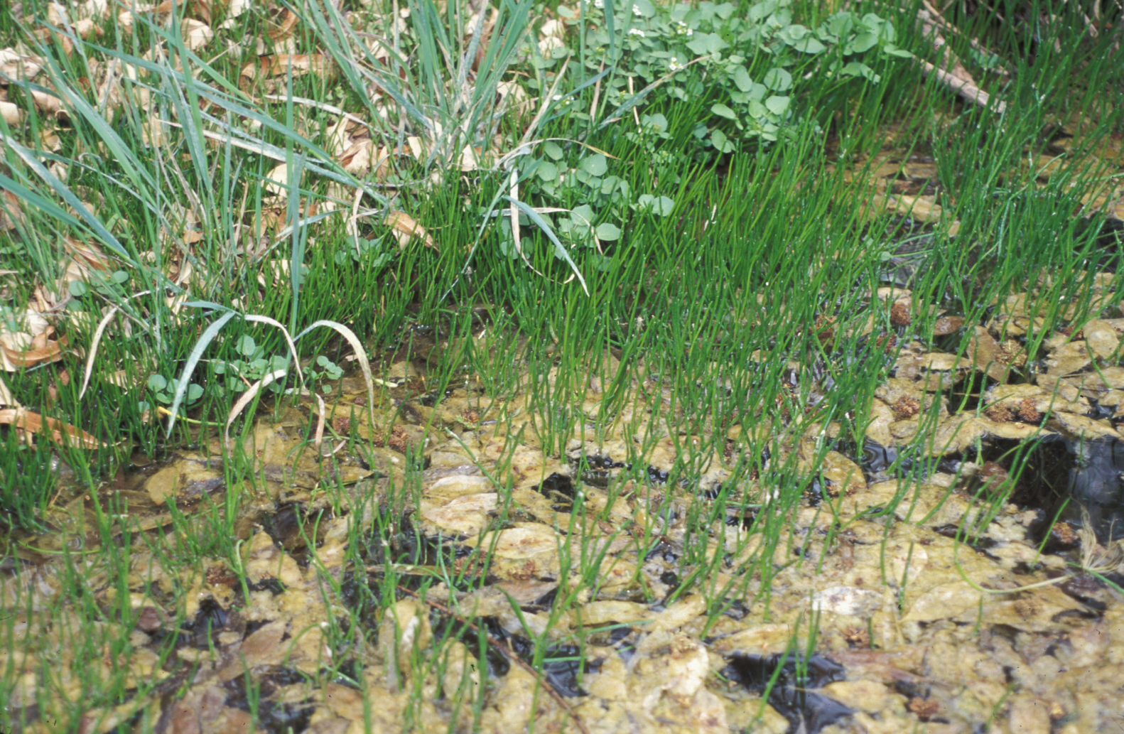 Lilaeopsis schaffneriana var. recurva