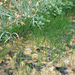 Huachuca Water Umbel - Photo (c) Jacob Malcom, some rights reserved (CC BY-SA), uploaded by Jacob Malcom
