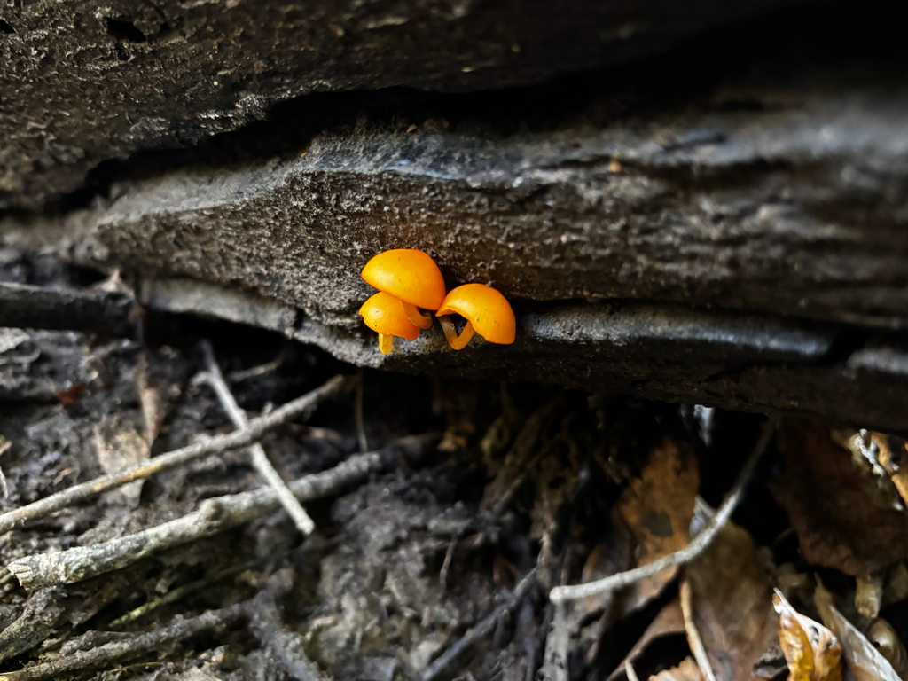 Mycena leana · November 2025 · photo: © bathroomstahl (iNaturalist, cc-by)
