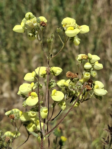 Calceolaria nudicaulis (Calceolaria nudicaulis)