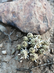 Euphorbia braunsii