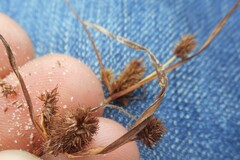 Cyperus glomeratus, photograph (c) Rostyslav Yurechko, some rights reserved (CC BY)