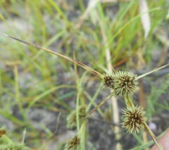 Cyperus glomeratus, photograph (c) Rostyslav Yurechko, some rights reserved (CC BY)