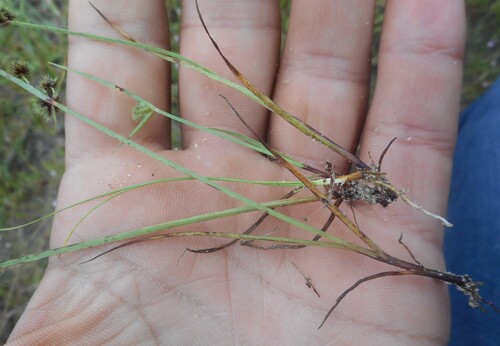 Cyperus glomeratus, photograph 5
