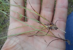 Cyperus glomeratus, photograph (c) Rostyslav Yurechko, some rights reserved (CC BY)